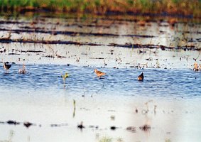 Sandpiper, Stilt 2